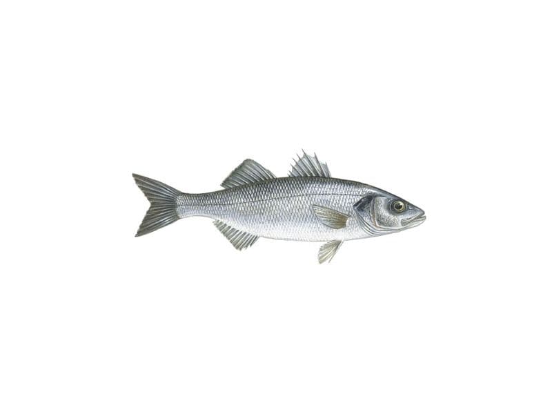 Bar commun (Dicentrarchus labrax)